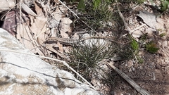 Anatololacerta anatolica