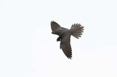 Falco subbuteo subbuteo