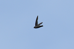 Aerodramus unicolor