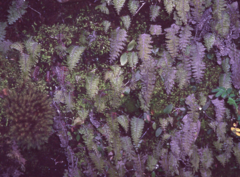 Hymenophyllum pectinatum