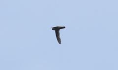 Aerodramus unicolor