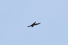 Aerodramus unicolor