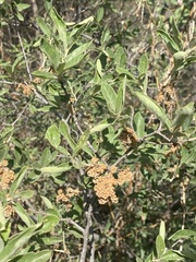 Quercus microphylla