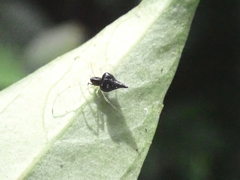 Chikunia nigra