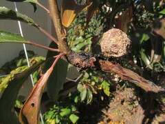 Monilinia fructigena