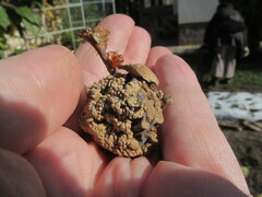 Monilinia fructigena