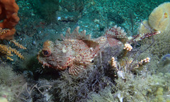 Scorpaena jacksoniensis