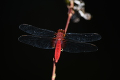 Crocothemis servilia