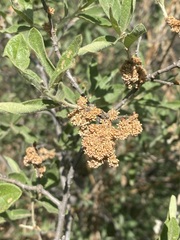 Quercus microphylla