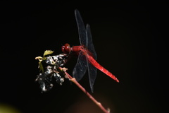 Crocothemis servilia