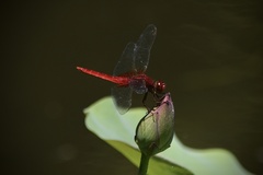 Crocothemis servilia