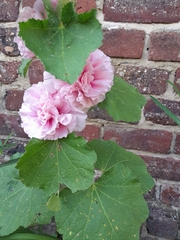 Alcea rosea