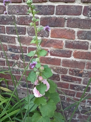 Alcea rosea