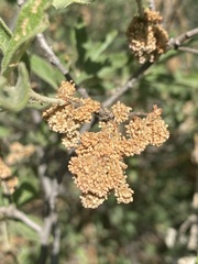 Quercus microphylla