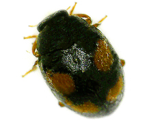 Nephus quadrimaculatus