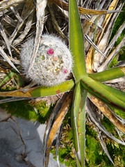 Escobaria dasyacantha