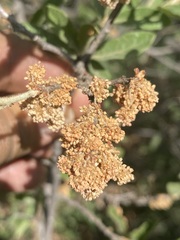Quercus microphylla