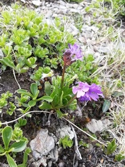 Primula glutinosa