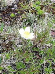 Pulsatilla alpina