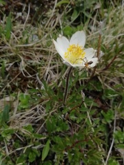 Pulsatilla alpina