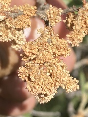 Quercus microphylla