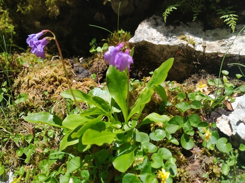 Primula carniolica (Primula carniolica)