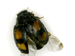 Nephus quadrimaculatus