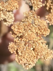 Quercus microphylla