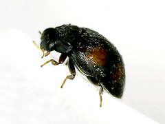 Nephus quadrimaculatus