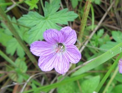 Geranium flanaganii