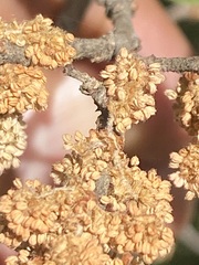 Quercus microphylla