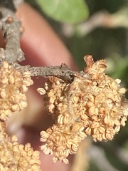 Quercus microphylla