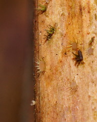 Hispidula dicksoniae