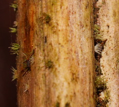 Hispidula dicksoniae