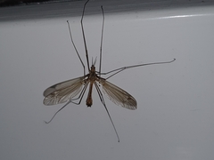 Tipulidae