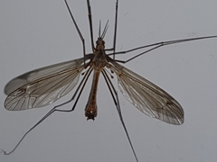 Tipulidae