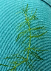 Ceratophyllum submersum