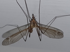Tipulidae