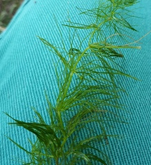 Ceratophyllum submersum