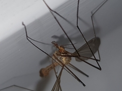 Tipulidae