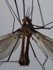 Tipulidae