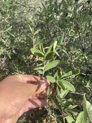 Quercus microphylla