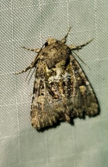 Oligia chlorostigma