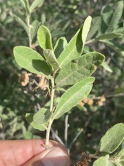 Quercus microphylla