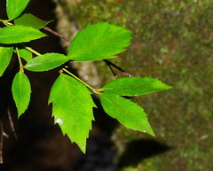Atherosperma moschatum