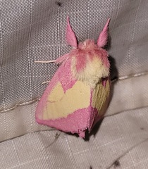 Hyparpax aurora