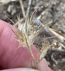 Eriastrum filifolium