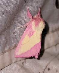 Hyparpax aurora