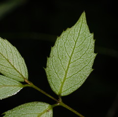 Atherosperma moschatum