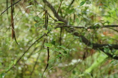 Atherosperma moschatum